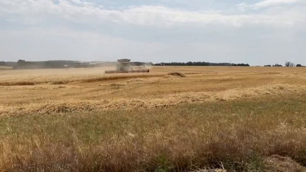 Harvest 2023 with huge Claas Lexion 8900 and big Claas Lexion 780