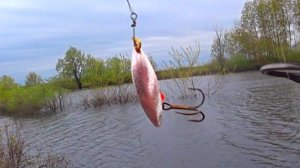 Поставил эту ВЕРТУШКУ и дело пошло ! Рыбалка на спиннинг с берега! Спиннинг 2022!