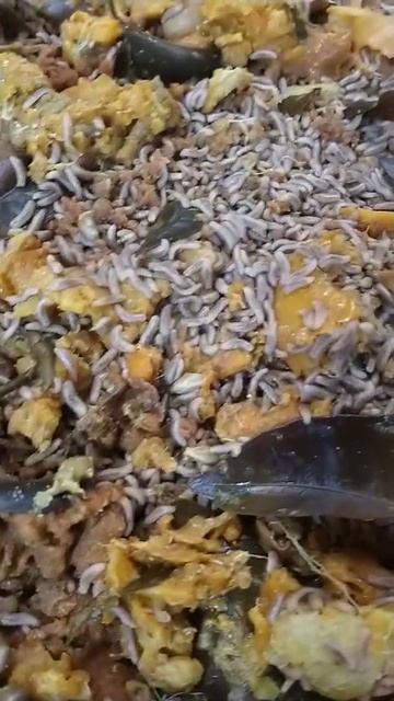 kumpulang belatung pemakan sampah organik смотреть онлайн