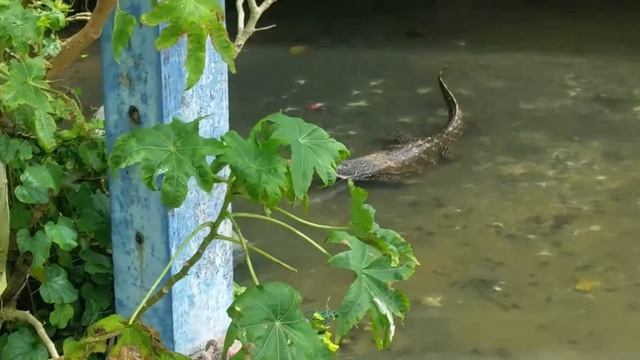 Sri lanka шри ланка 2015 варан смотреть онлайн