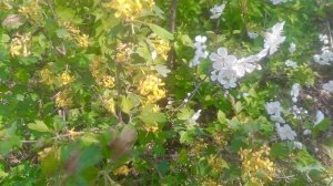 Смородина золотистая в период цветения Краткий обзор: