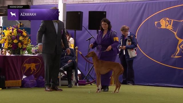 Azawakhs | Breed Judging 2024 смотреть онлайн