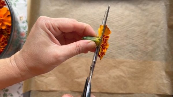 Имеретинский шафран. Приготовление специи из чернобривцев / бархатцев