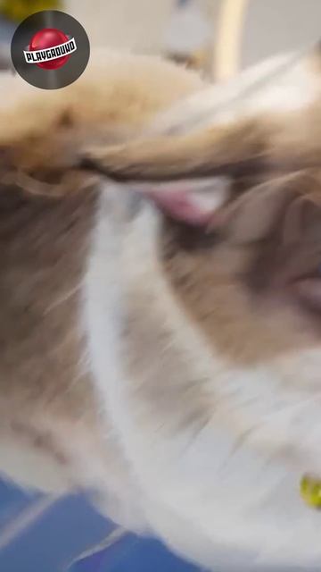 Игроки inZOI обнаружили, что в игре можно давить машиной пешеходов. #inzoi #игры смотреть онлайн