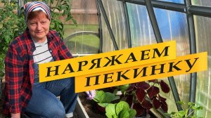 Про зелень в теплице и юбочку для пекинки.