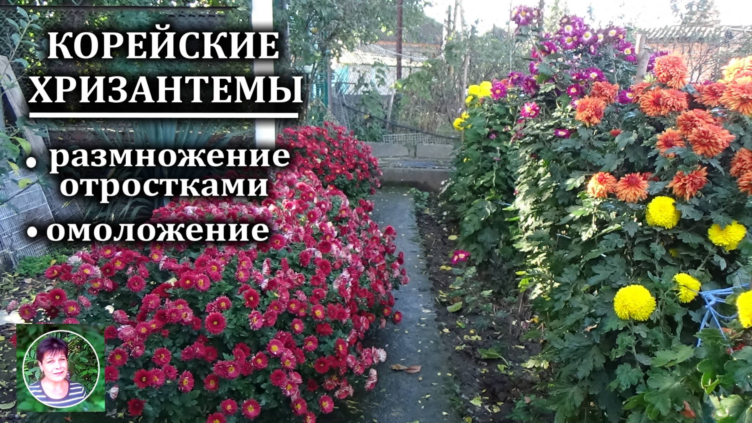 Размножение корейских хризантем делением куста Как омолодить корейские хризантемы