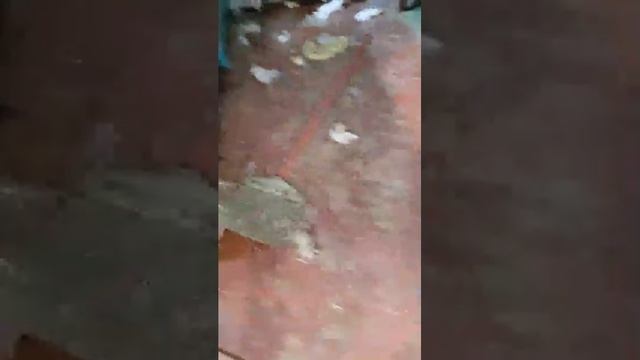 пришёл дамой смотреть онлайн