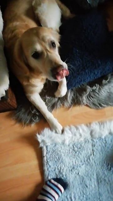 Golden Retriever Portugal. Порода собак Золотой Ретривер в Португалии 🇵🇹 @YouTube  (4) смотреть онлайн