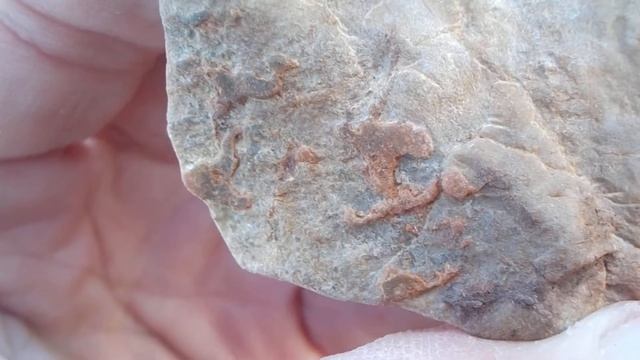 Cambrian shale a trace of fossil Oct 24 2019 смотреть онлайн