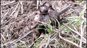 Три богатыря.