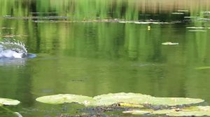 Лучший обзор и тест удочки для бокового кивка от наших друзей с Китая.