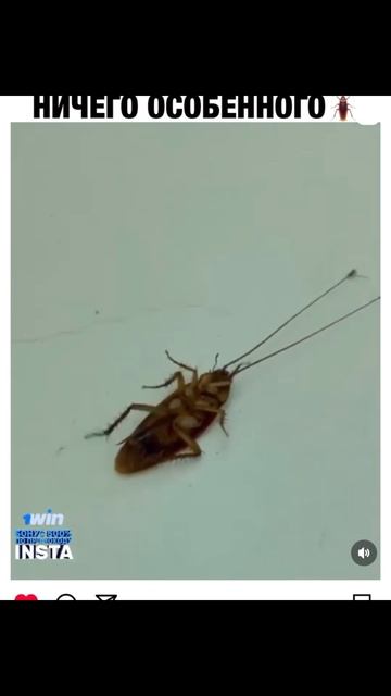 Ничего особого, просто муравьи 🐜 тащат таракана за усы 🐜🐜🐜#youtube #youtubeshorts #world #shorts смотреть онлайн