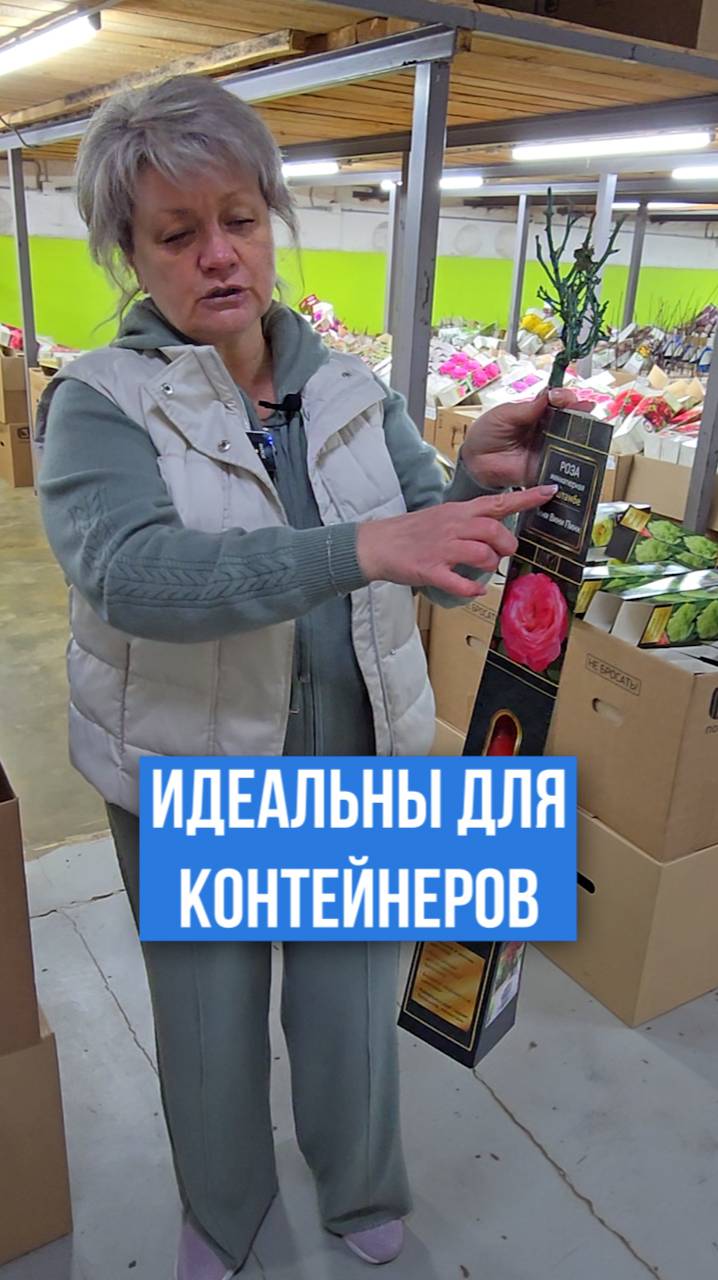 Штамбовые розы ИДЕАЛЬНЫ для выращивания в контейнерах.
