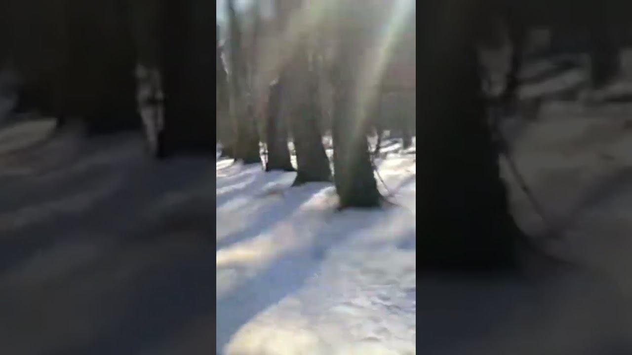 Велопрогулка в лесопарке/Разходка с велосипед в лесопарка 24.02.2025 #shorts смотреть онлайн