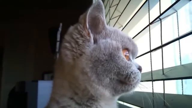 ПРИКОЛЫ С КОТАМИ — Смешные коты и кошки 2018 КОТЫ ПРИКОЛЫ 2018 смотреть онлайн