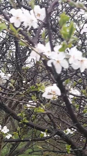 Снег с дождём на Херсонщине смотреть онлайн