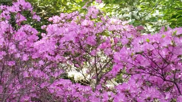 AZALEA KURUME HYBRID 'MAUVE BEAUTY' PLANT смотреть онлайн