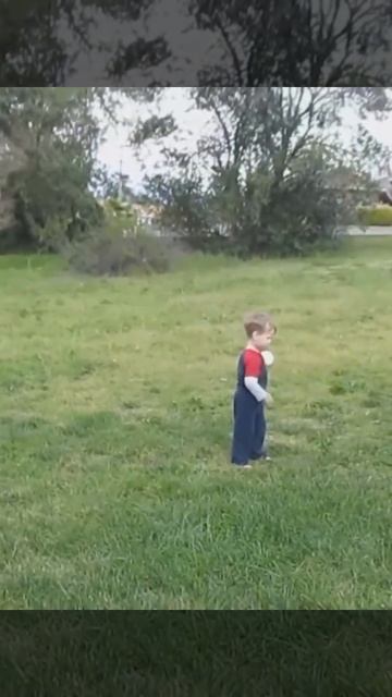 смешные видео про кошек , собак и животных | Funny Videos About Cats 13053  #cat #animals #funnycat