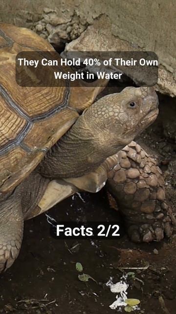 Interesting Facts About Desert Tortoise #3 #shorts смотреть онлайн