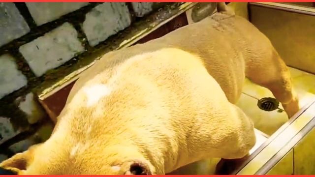 Fabian Racing Peru (Razas Caninas), Hermoso American bully de color anaranjado смотреть онлайн