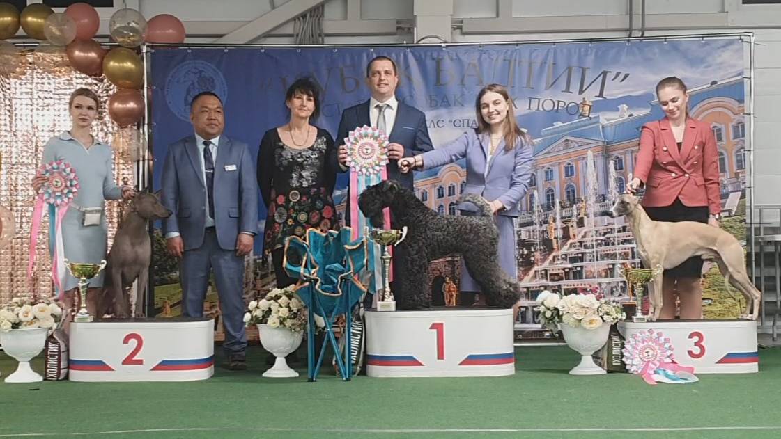 29.03.2025, СПб. Клуб "Спарс" (РКФ, РФСС). Выставка собак всех пород "КУБОК БАЛТИИ" (САС, ЧФ) смотреть онлайн