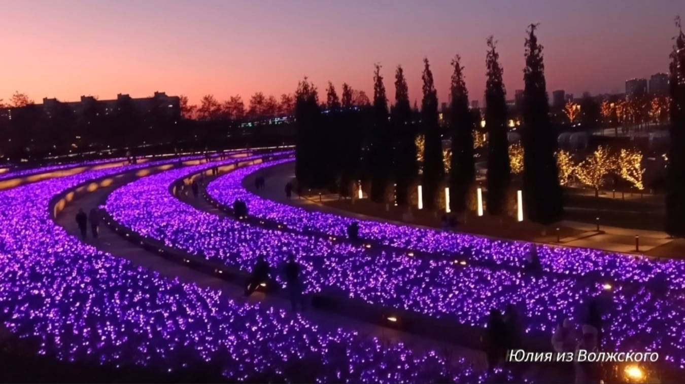Парк Галицкого. Светящийся шалфей на закате дня. смотреть онлайн