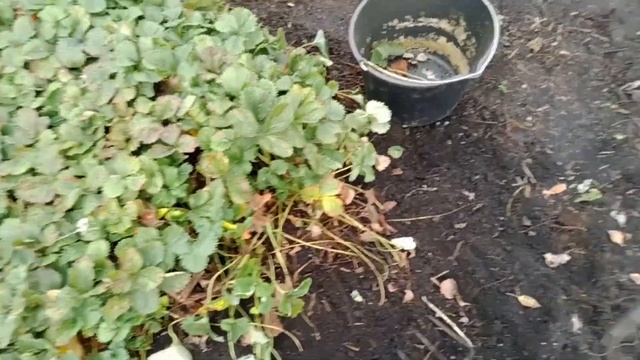 Выкорчёвываю землянику смотреть онлайн