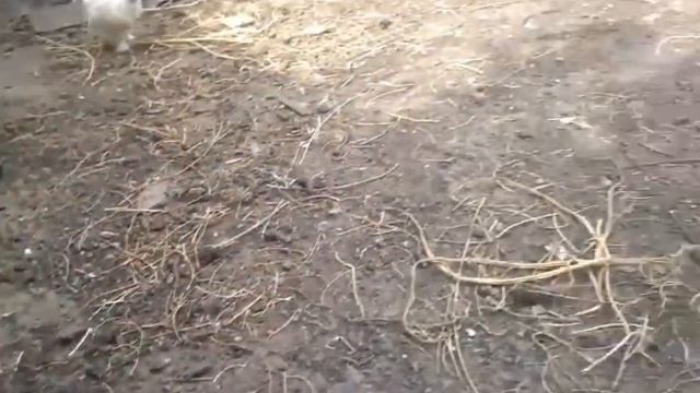 Понос у цыплят. смотреть онлайн