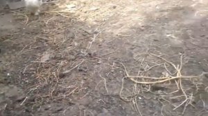 Понос у цыплят.