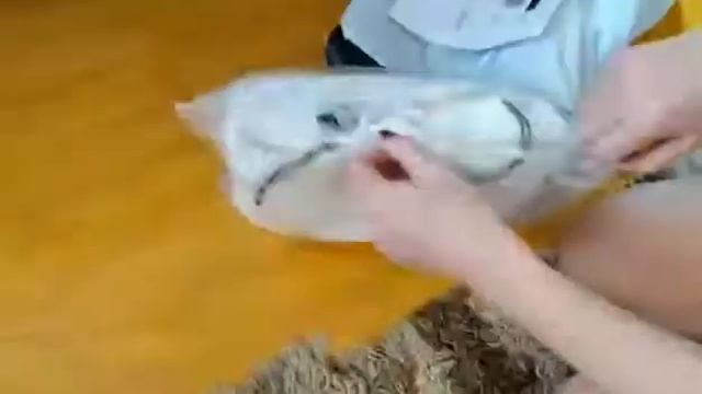 video 1642615056 смотреть онлайн