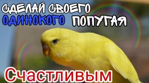 ЗВУКИ ВОЛНИСТЫХ ПОПУГАЕВ ( 1 ЧАС СЧАСТЛИВОГО ПЕНИЯ ОТ ПОПУГАЕВ) Budgie sounds 1 hour. Слушаем пение