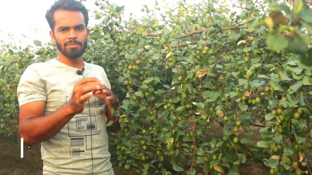 Best Treatment for Different State of Apple Ber Farming смотреть онлайн
