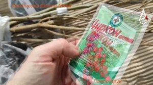 Посадка гранатів Бала Мюрсаль, Кизил Анор, Ак Дона Київська область  Трьох і чотирьохрічні саджанці