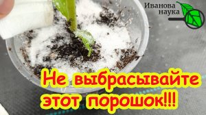 ОШИБКА, КОТОРАЯ УМЕНЬШАЕТ УРОЖАЙ! Капля этого порошка всё исправит! Чудо-порошок из мусорного ведра