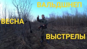 ОХОТА НА ВАЛЬДШНЕПА ВЕСНОЙ. ПРЕКРАСНАЯ ТЯГА. ВЫСТРЕЛЫ И ТРОФЕИ.