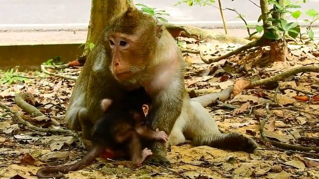 Little monkey baby Tyson upset, mom Tara block milk, weaning. смотреть онлайн