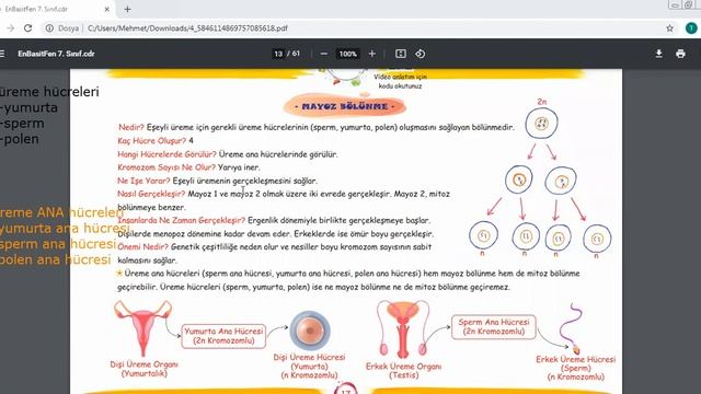 7.sınıf Hücre ve Bölünmeler-2 (mitoz-mayoz) смотреть онлайн