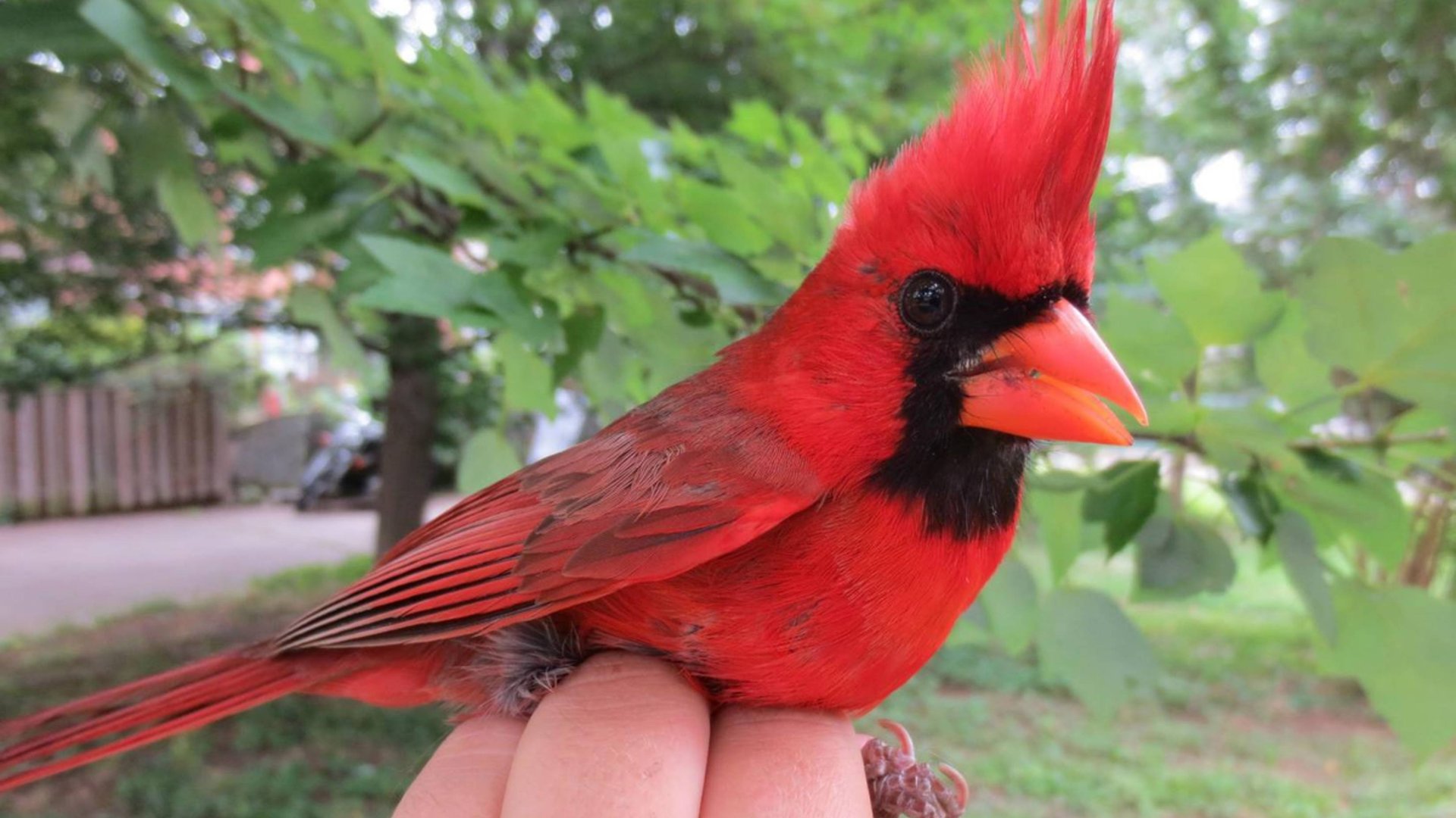 Красный кардинал: Та самая птичка из Angry Birds. И она реально оказалась безумной! смотреть онлайн