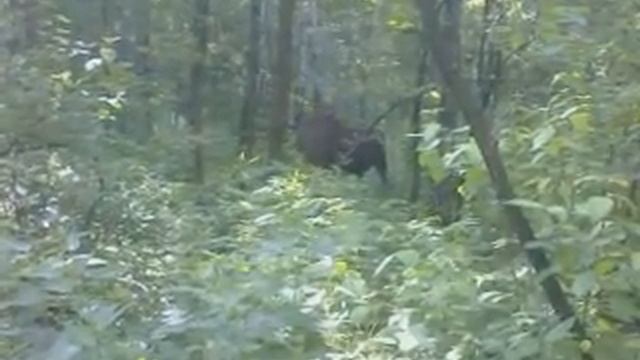 Р'РёРґРµРѕ00011 смотреть онлайн