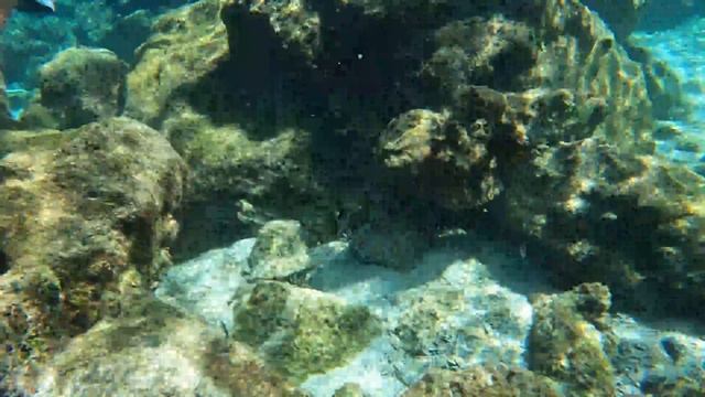 Galapagos Shark Swim смотреть онлайн