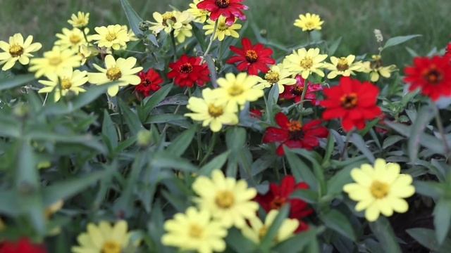 Sigma AF 18-35mm f/1.8 DC HSM Art Canon EF-S (test video) примеры видео, картинка, рисунок, боке. смотреть онлайн