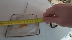 Измерил рыбку. Пересадил неона. Будни Аквариумиста.