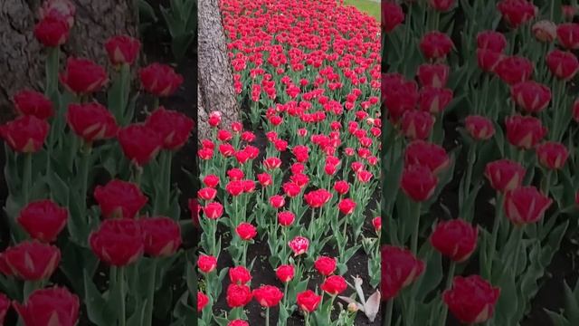ПЯТИГОРСК, жемчужина России. Парк Цветник. смотреть онлайн