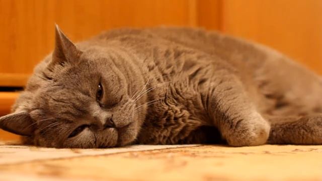 Прикол над котом британцем смотреть онлайн