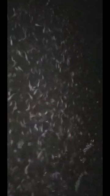 larva lele kontrol malam‼ umur 5 hari смотреть онлайн