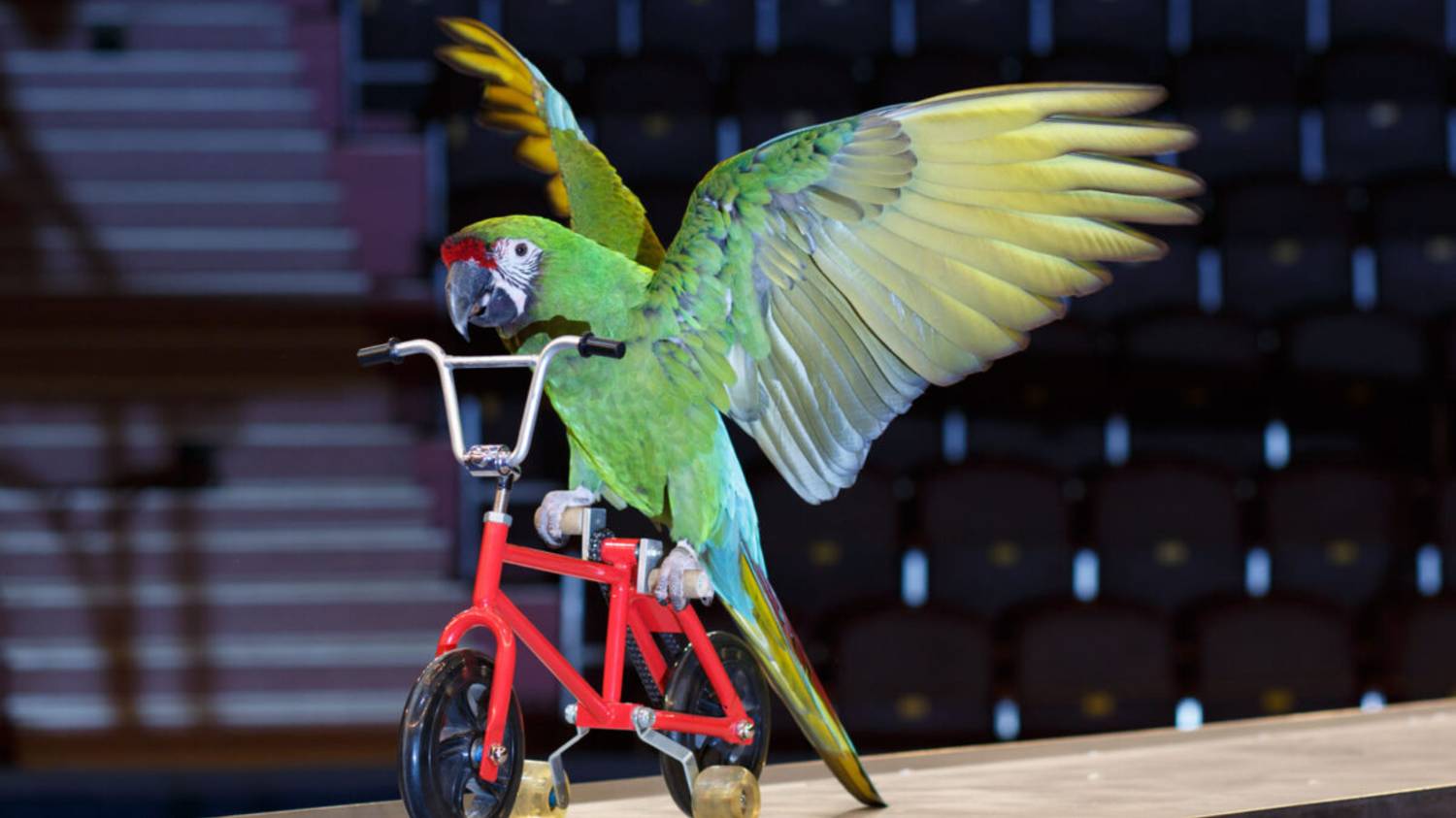 ПОПУГАИ !!!!! смотреть онлайн