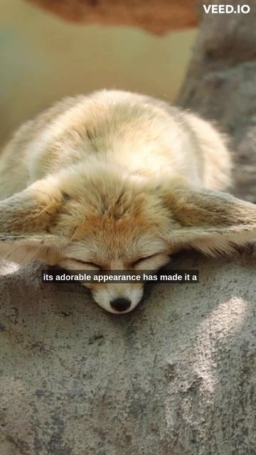 This Fox has Superhuman Hearing #shorts смотреть онлайн