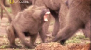 Дикий секс 3 серия «Либидо» (документальный сериал, 2005)