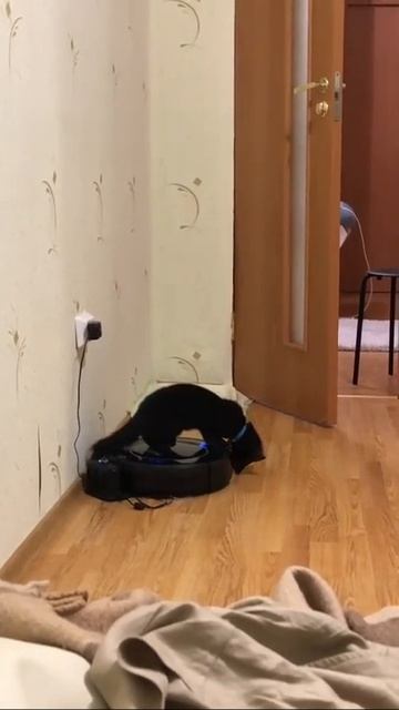Buddy the #sable and his #robotvacuumcleaner car ☝️ #соболь катается на #пылесосробот смотреть онлайн
