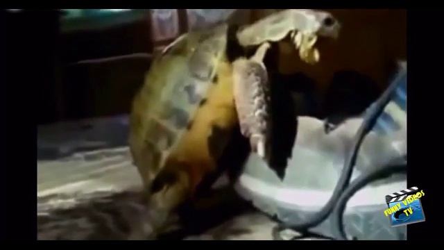 веселые казусы